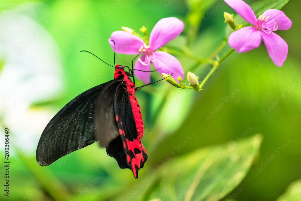 热带森林中美丽的蝴蝶Antrophanera semperi