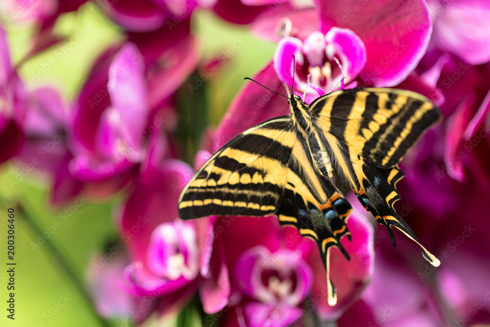热带森林中美丽的蝴蝶凤蝶