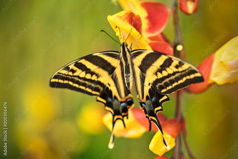 热带森林中美丽的蝴蝶凤蝶