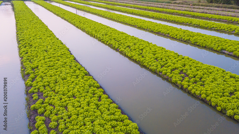 俯视农业产业，在田野上种植沙拉生菜，俯瞰菜园。