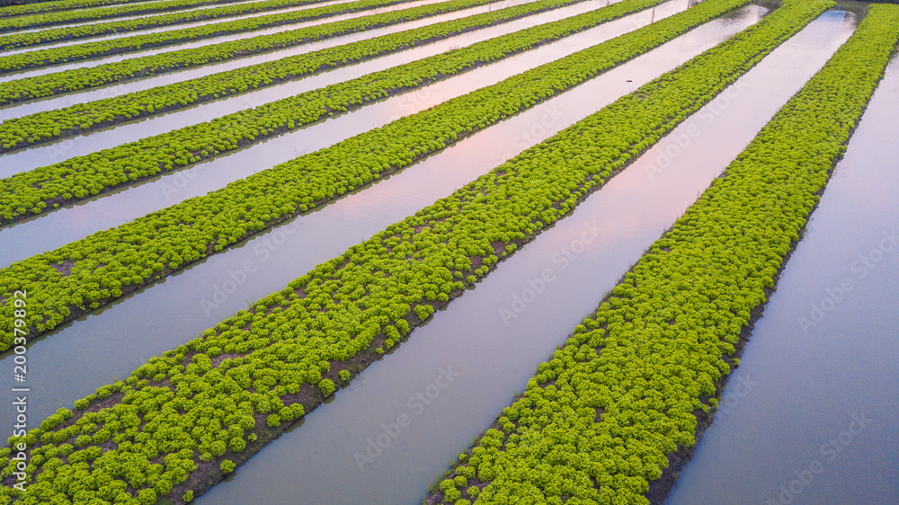俯视农业产业，在田野上种植沙拉生菜，鸟瞰菜园。