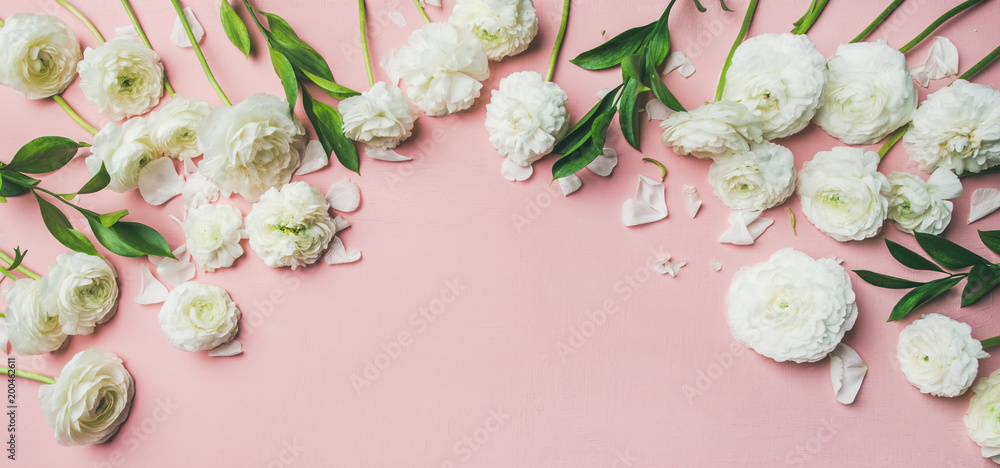 圣瓦伦丁节背景。浅粉色背景上白色毛茛花的平躺，to