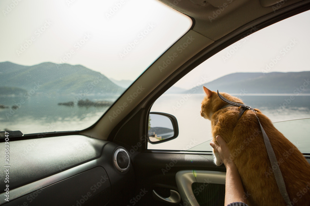 车里的猫。带着宠物旅行