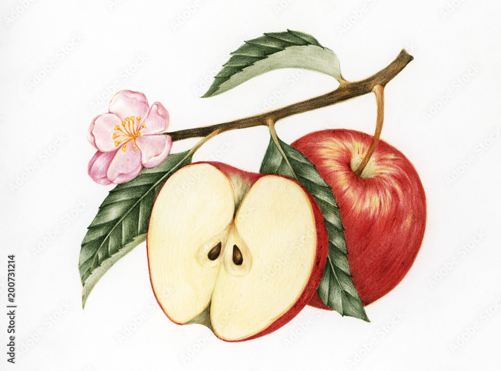 红苹果插图