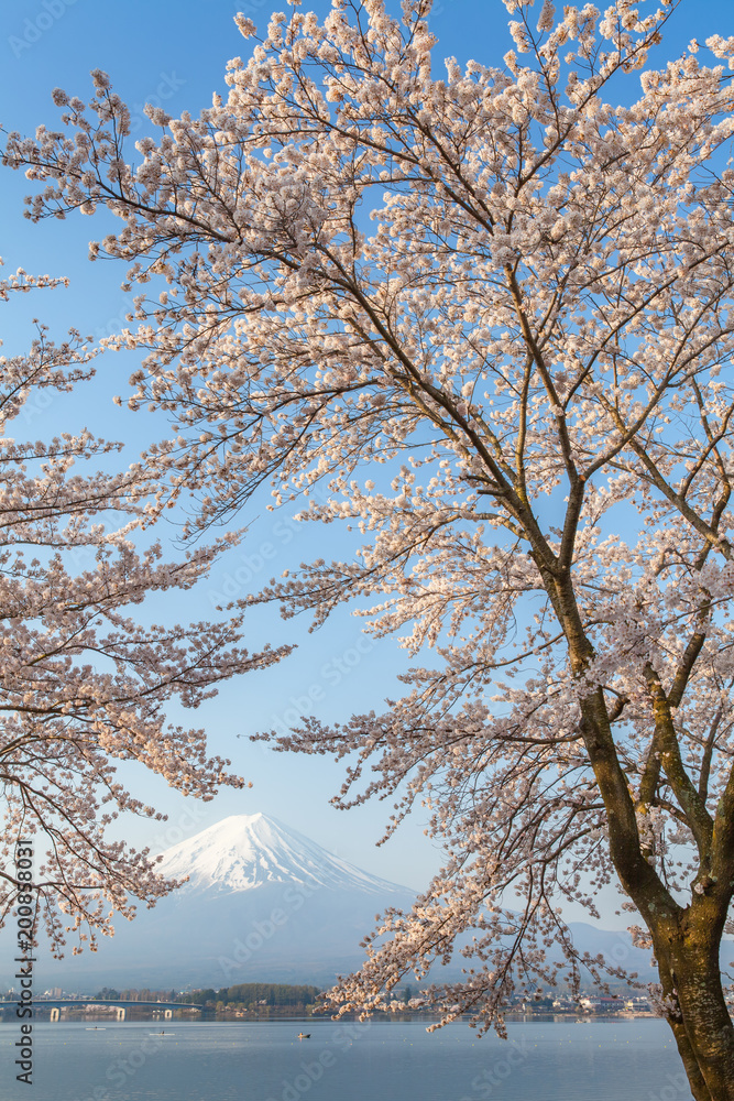 春季日本川口湖樱花和富士山