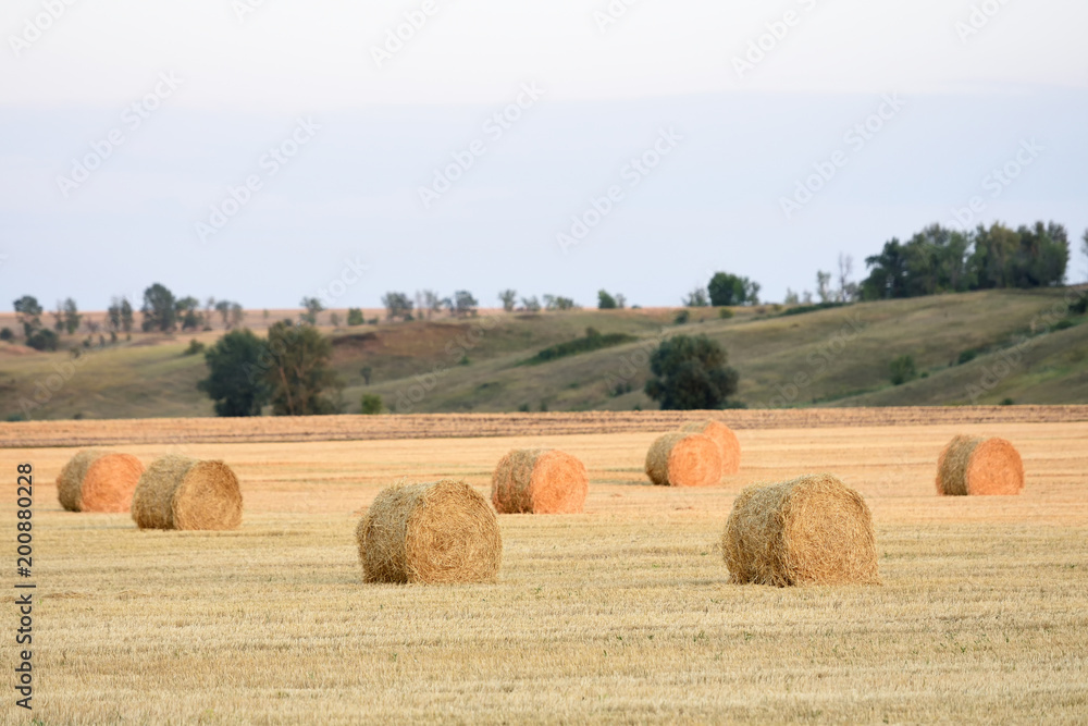 收割小麦后，成捆的干草躺在地里。傍晚的田地里有成捆的草