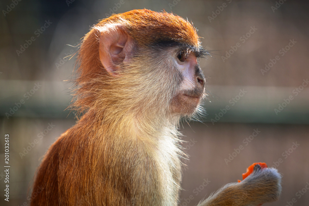 Patas猴子吃胡萝卜