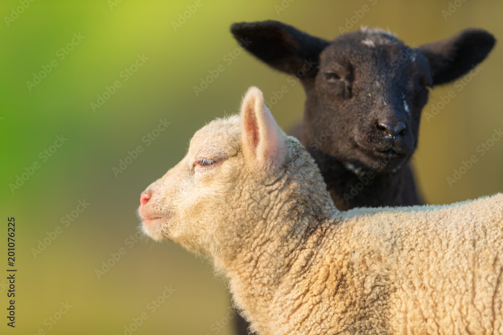 牧场上可爱的黑白小羊羔的肖像