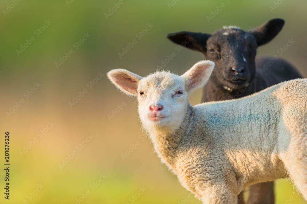 牧场上不同黑白相间的可爱小羊羔的肖像