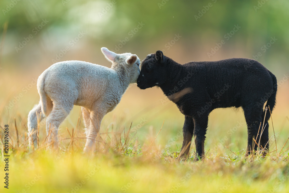 牧场上可爱的黑白小羊羔