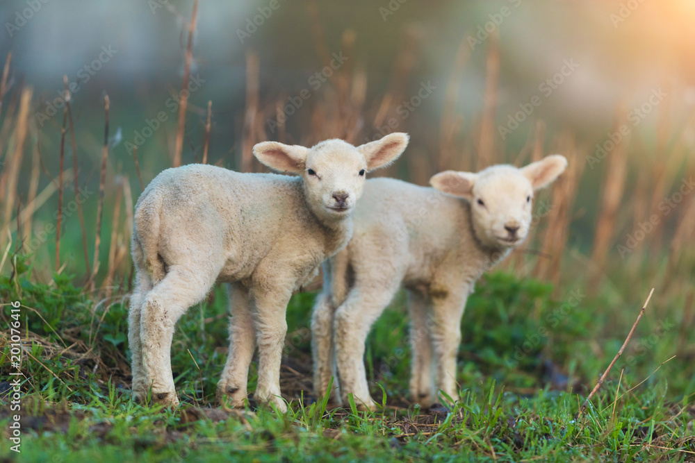 牧场上可爱的小羊羔，春天的清晨。