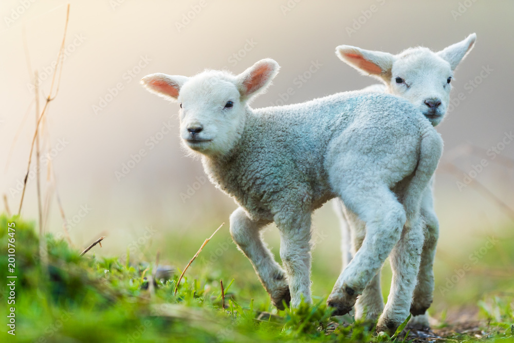 春天的清晨，牧场上可爱的小羊羔。