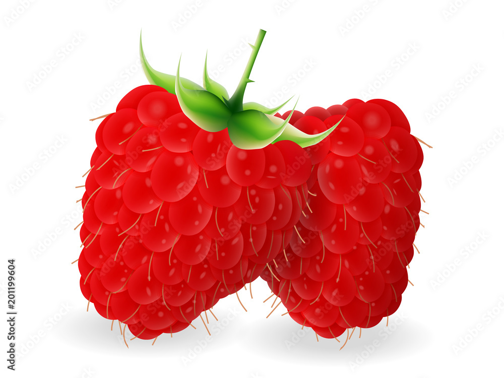白色背景上美味多汁的树莓。逼真的风格。矢量插图。
