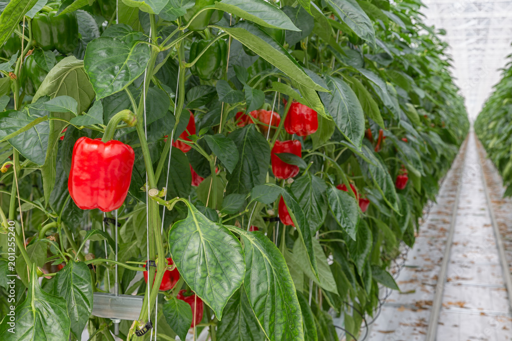荷兰温室栽培红辣椒