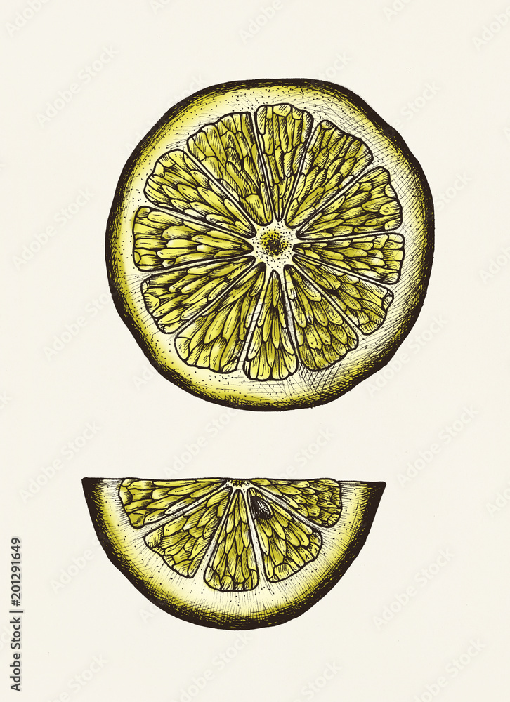 手绘柠檬片