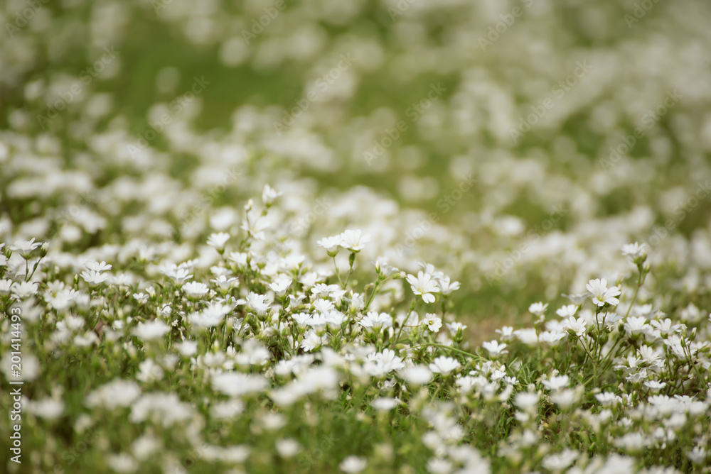 白色嫩嫩的春花，生长在草地上。季节性的自然花卉时尚背景