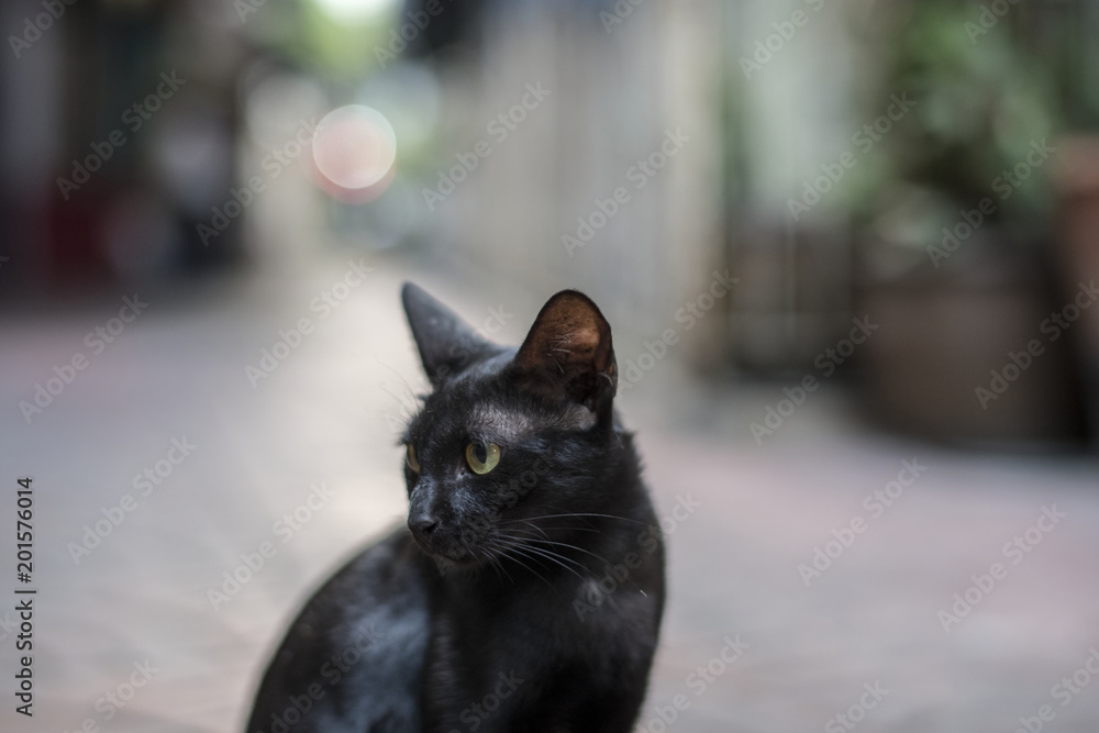 黑猫独自坐着的特写