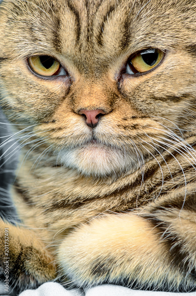 British cat close up portrait.