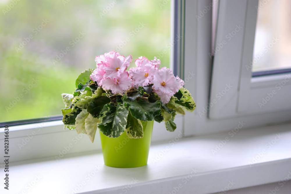 窗台上明亮的石灰绿色花盆中有粉色花朵的室内植物圣保利（非洲紫罗兰）