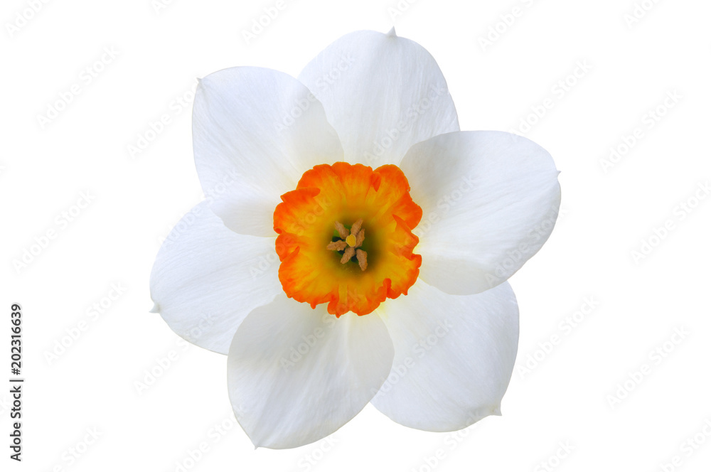 近景白色水仙花，橙色中心隔离在白色背景上