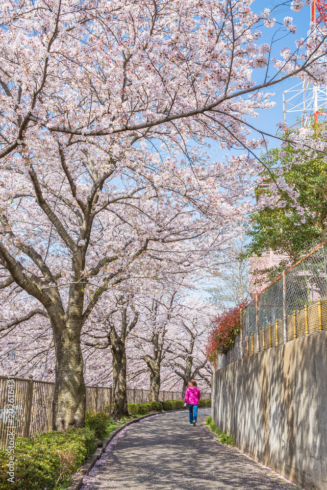 満開の桜と遊歩道