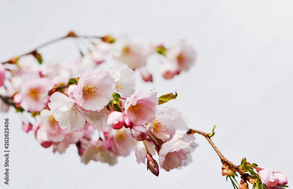 樱花盛开。春天，花园里的日本樱花树