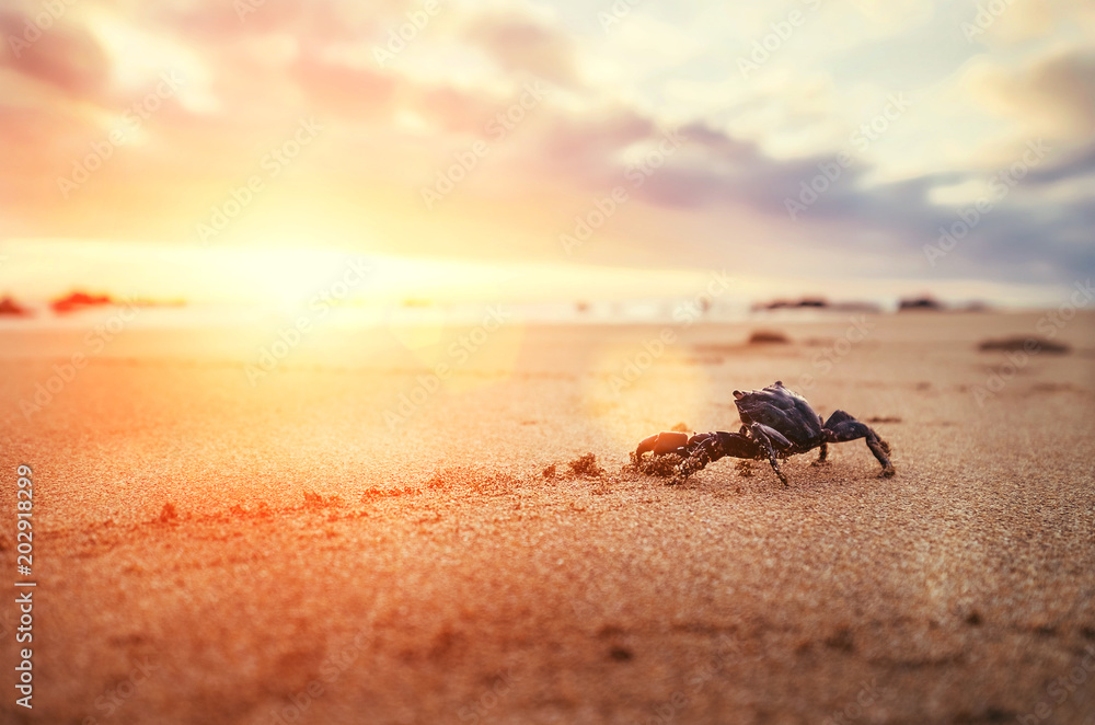 有趣的螃蟹节肢动物在清晨看着日出