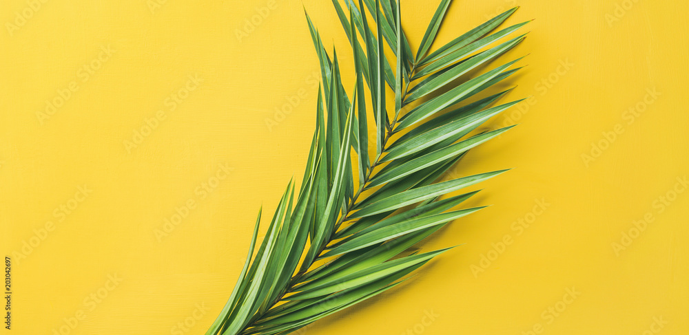 黄色背景上的绿色棕榈枝，俯视图，构图开阔。暑假或旅行社