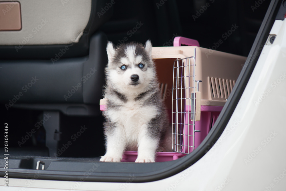 西伯利亚哈士奇小狗坐在旅行箱里