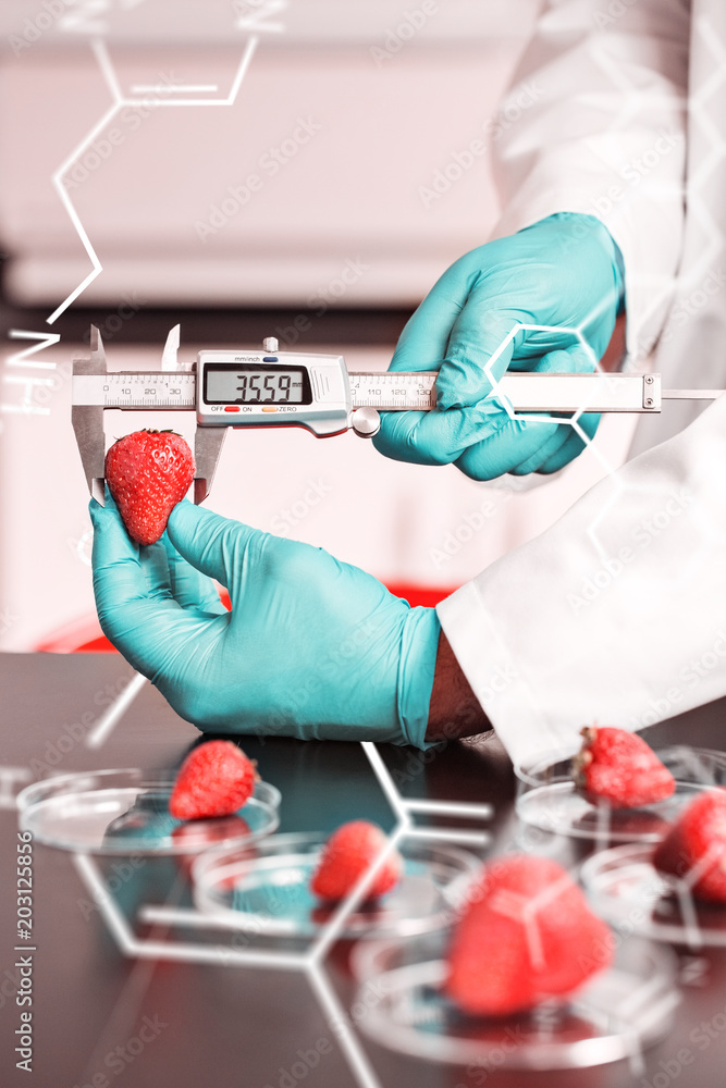科学和医学图片反对食品科学家测量草莓