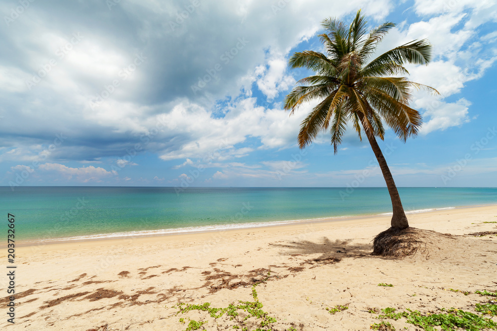 泰国普吉岛热带海滩椰子树的暑假和度假背景概念