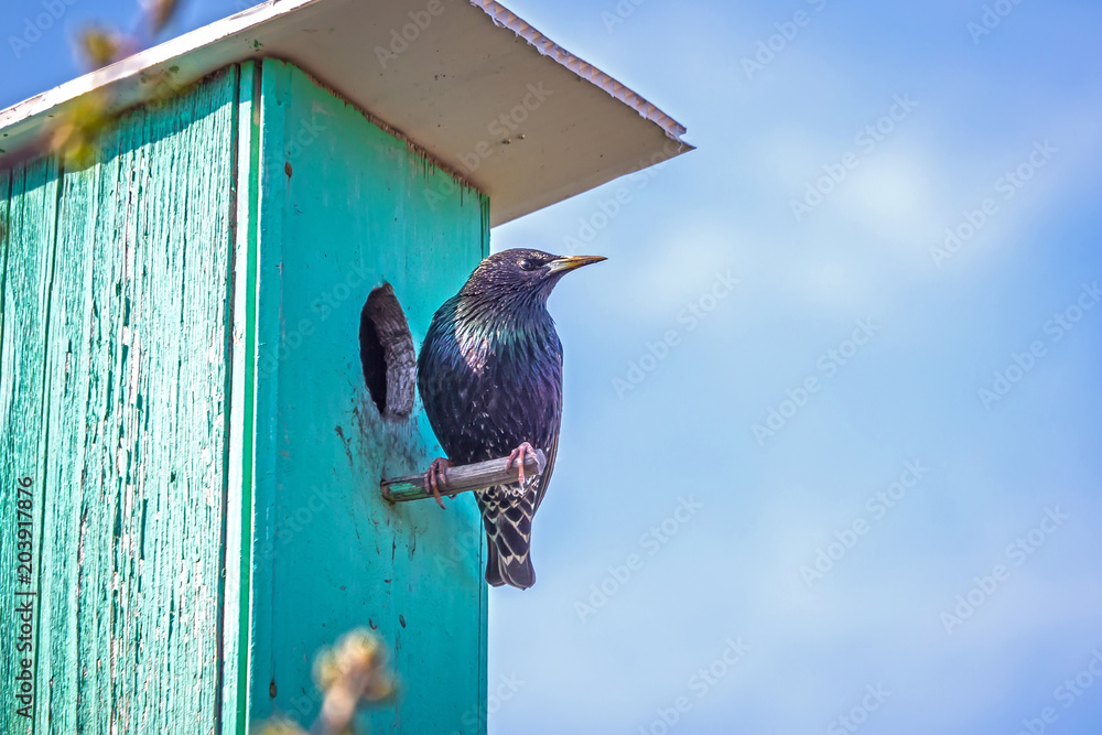 Starling坐在鸟舍的屋顶上
