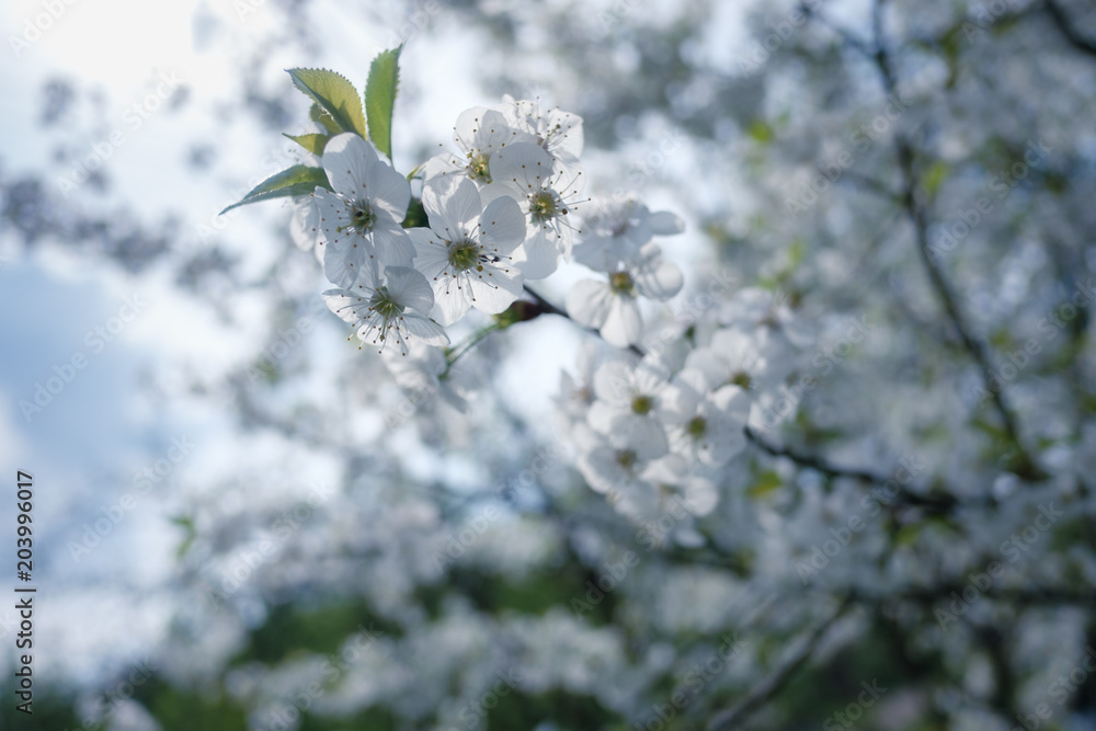 春天的白樱花。宏观自然摄影
