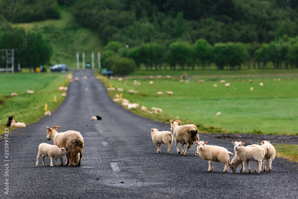 Sheeps on icelandic road. Iceland Europe