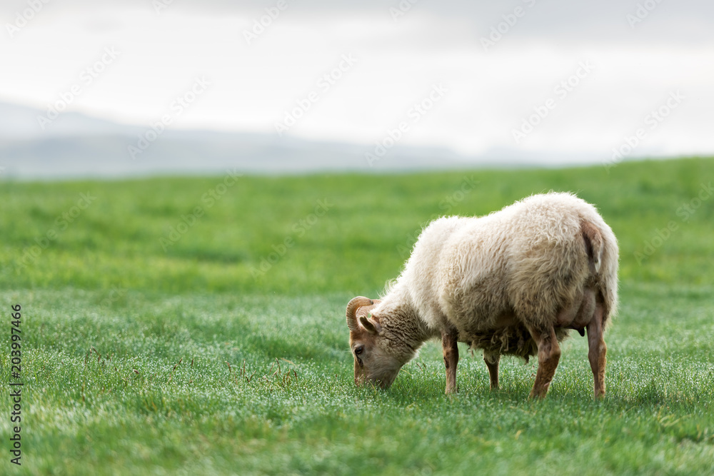 Sheep on green meadow. Iceland Europe
