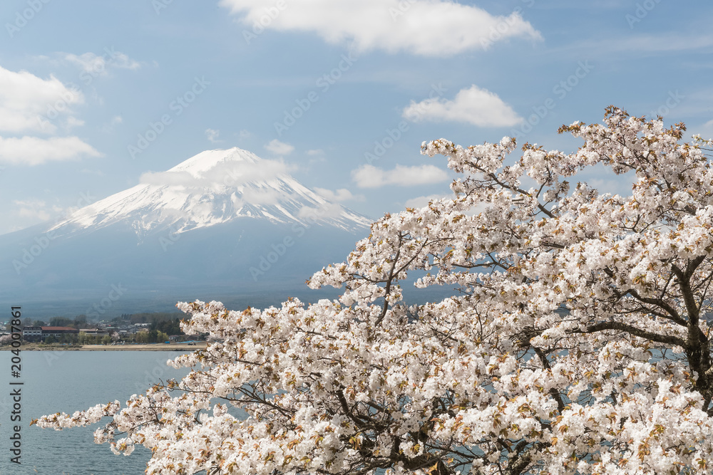 日本春季川口湖樱花和富士山