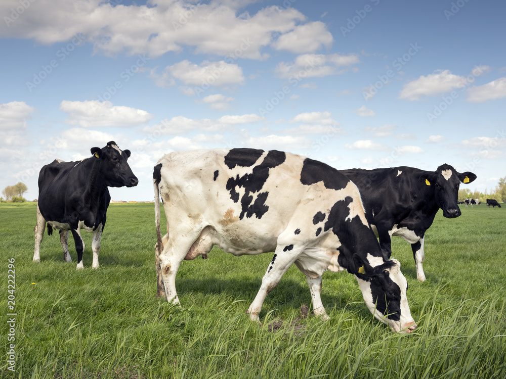 荷兰蓝天下绿色草地上的黑白奶牛