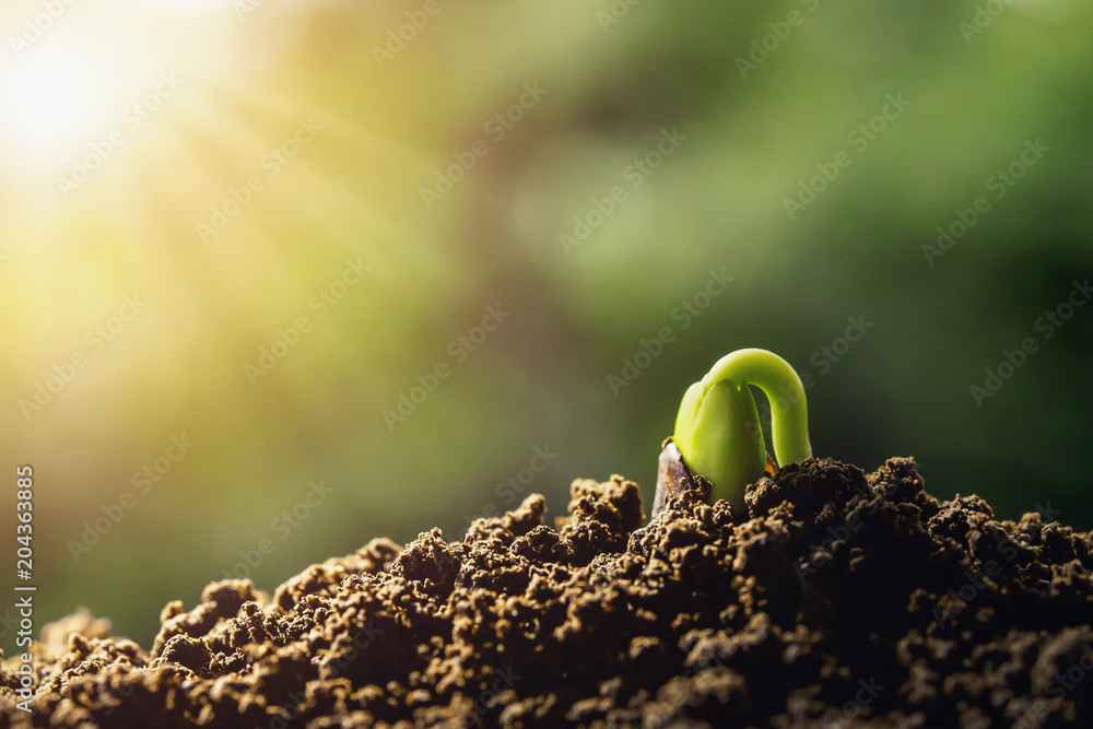 农业。植物发芽生长在阳光充足的土壤上