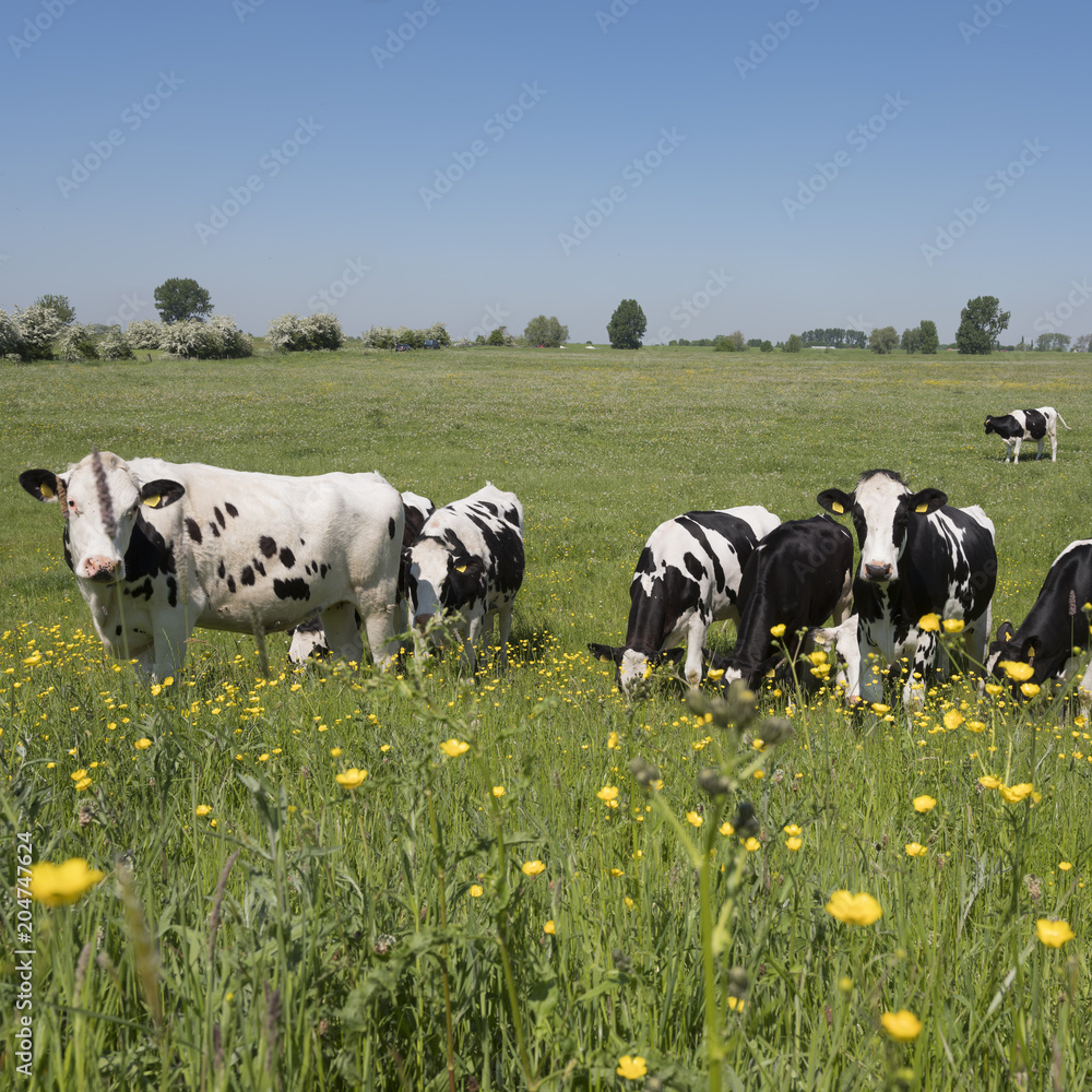 蓝天下，荷兰绿色草地上，黑白相间的奶牛靠近黄色的春花