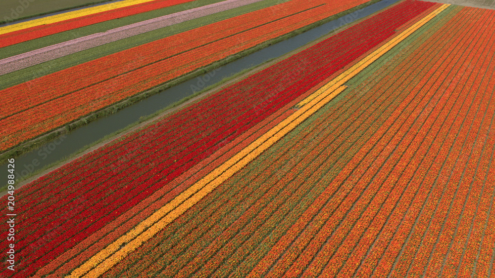 空中：小河旁广阔的农田上盛开着五颜六色的郁金香