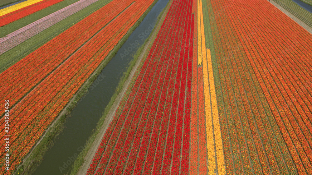 AERIAL: Vast rich colorful field of blooming tulips next to small calm river