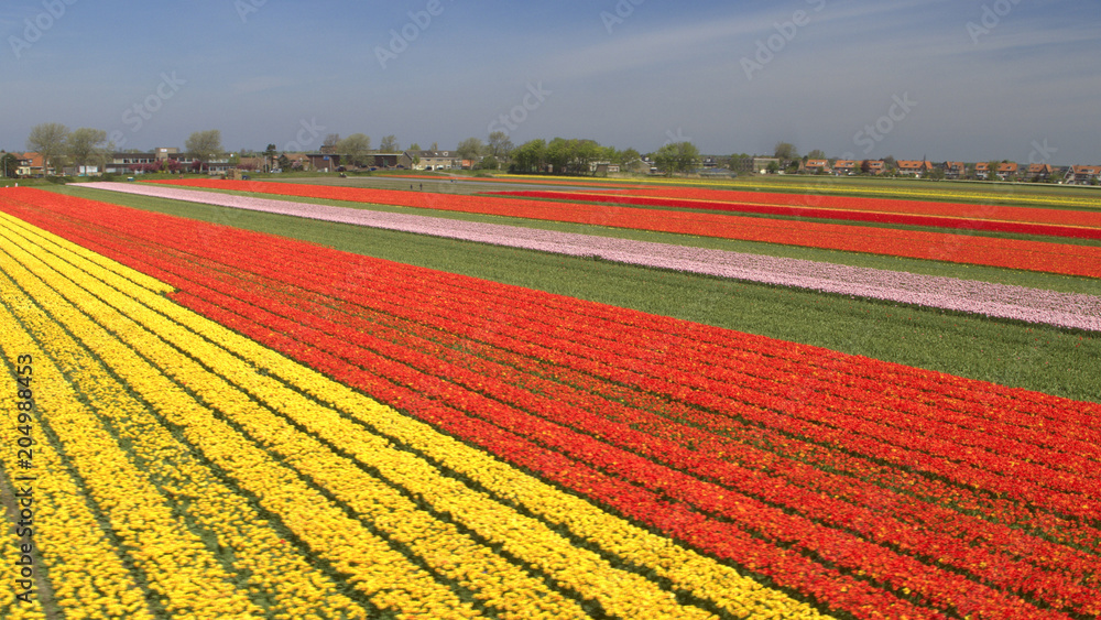 空中表演：大片田野上一排排令人惊叹的红色、粉色和黄色郁金香