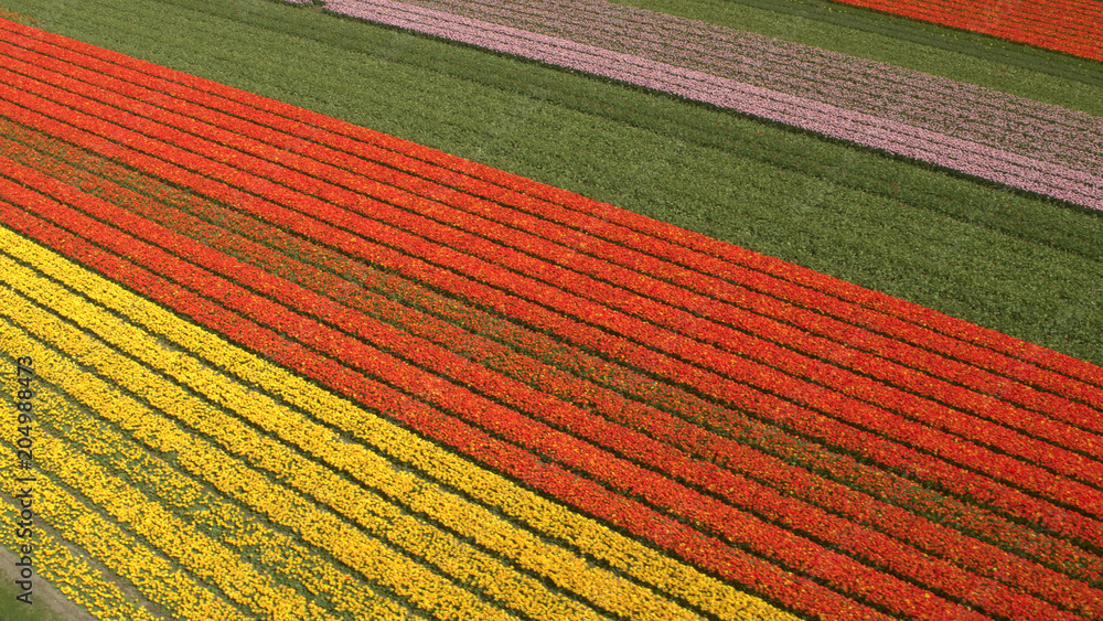 空中：大片土地上盛开的郁金香，红、粉、黄相间，令人惊叹