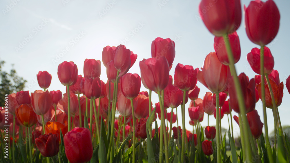 特写：美丽的玫瑰红色丝般的郁金香在阳光明媚的日子里绽放在令人惊叹的花园里