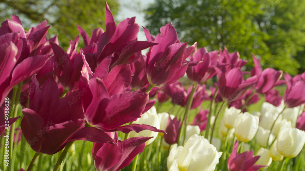 特写：旅游花园公园里一排排五颜六色的郁金香