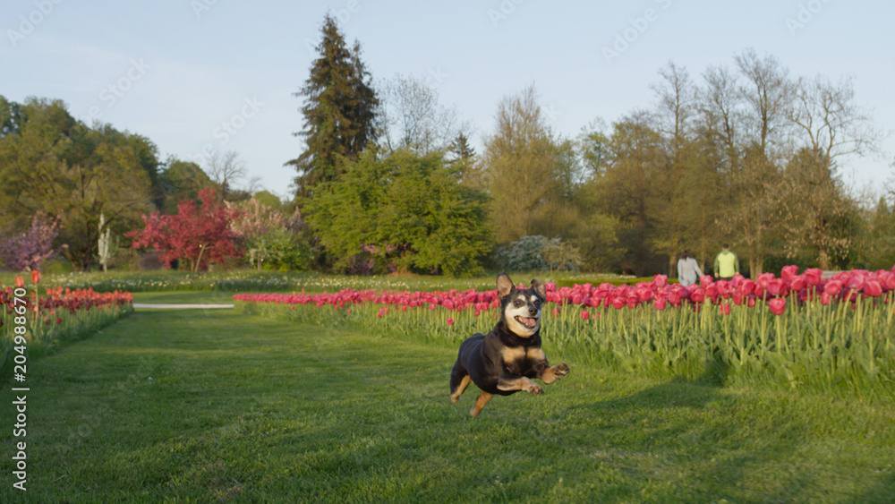 兴奋的高级犬在五颜六色的花坛附近的草地上奔跑