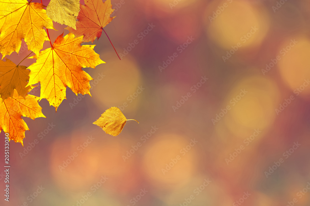 秋天阳光明媚、色彩斑斓的树叶落在模糊的bokeh复制空间背景上。使用了选择性聚焦。