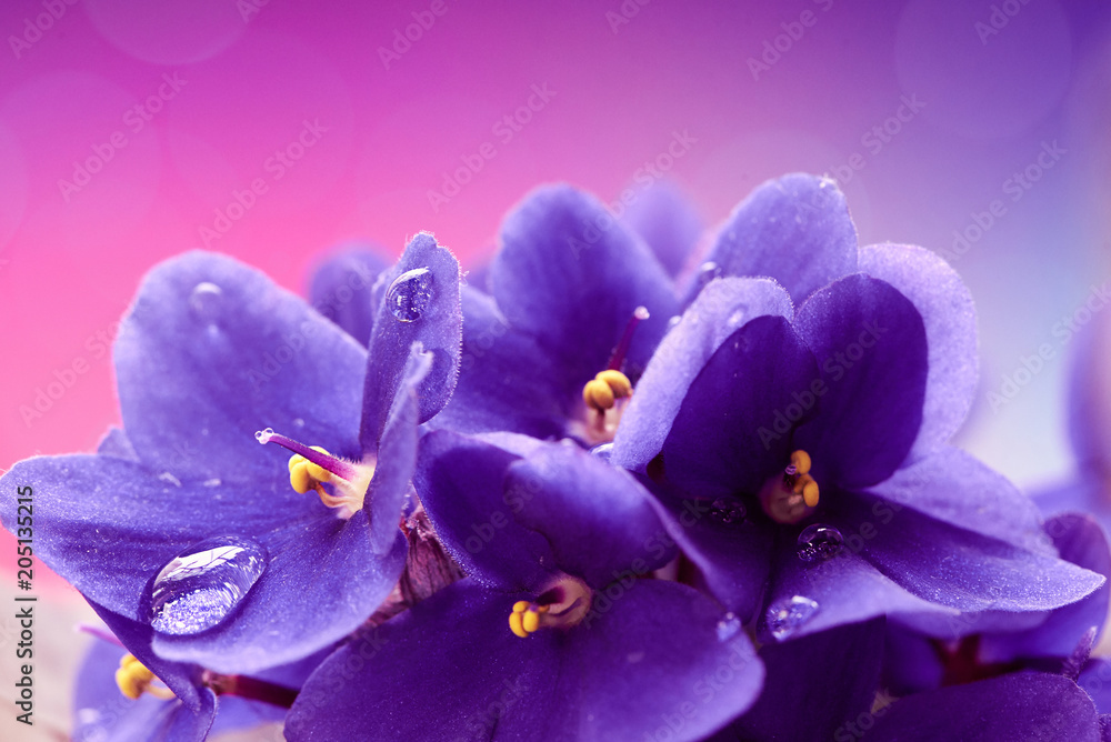 美丽的春天背景，紫罗兰花。微距拍摄。壁纸。