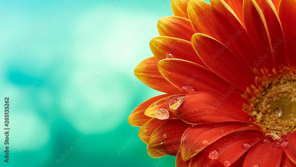 美丽的橙色花朵非洲菊，绿松石抽象背景上有水滴。微距摄影
