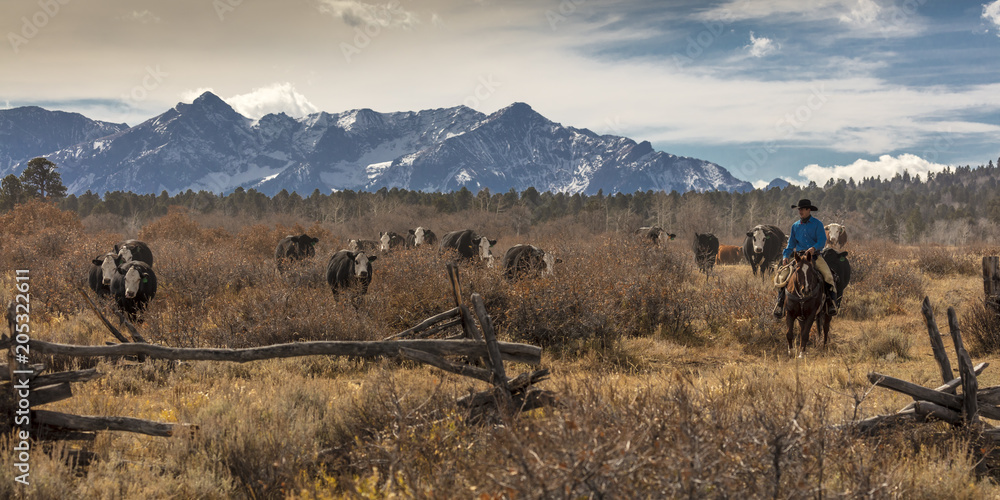 牛仔在牛道上采集安格斯/赫里福德杂交牛和小牛，科罗拉多州圣胡安山脉
